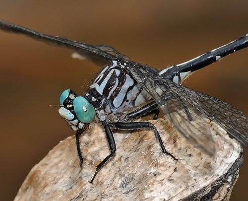 Male
2009_06_24_Floyd